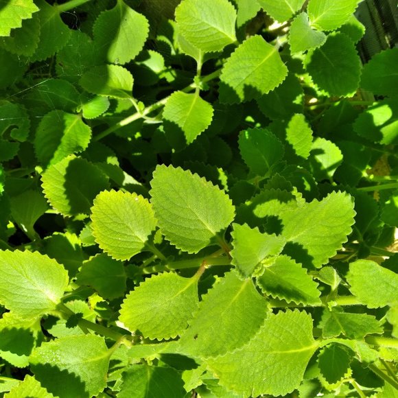 Puerto Rican Oregano - Picture 6 of 6